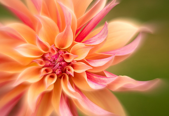 Dahlia 'Labyrinth'