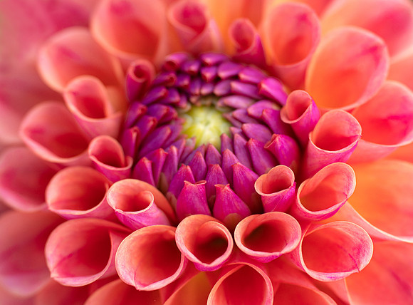 Dahlia 'Chewy'