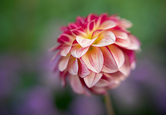 Dahlia 'KA's Mocha Katie'