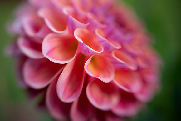 Dahlia 'Chewy'
