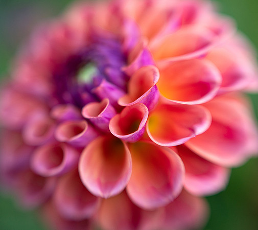 Dahlia 'Chewy'