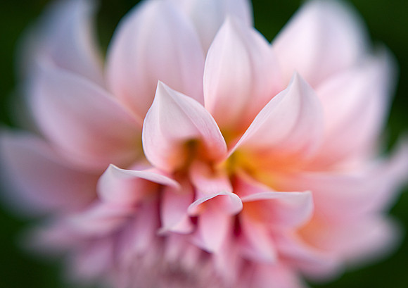 Dahlia 'Peaches 'N Cream'