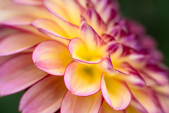 Dahlia 'KA's Mocha Katie'