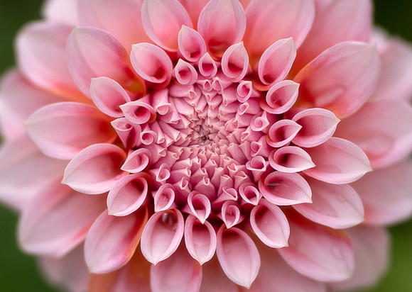 Dahlia 'Peaches 'N Cream'