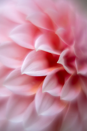 Dahlia 'Peaches 'N Cream'