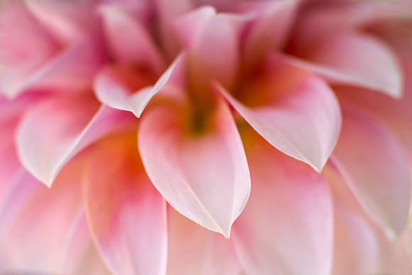 Dahlia 'Peaches 'N Cream'