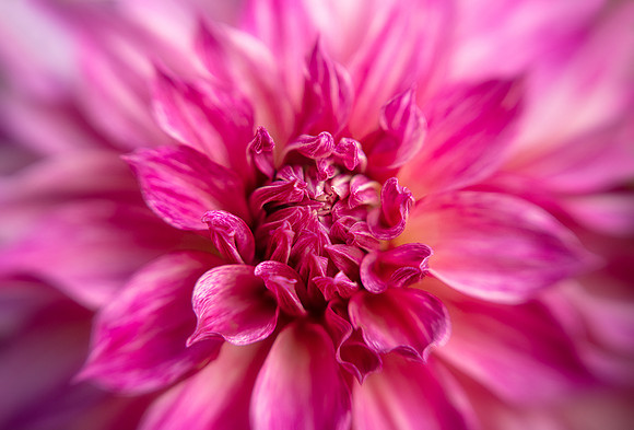Dahlia 'Café Au Lait Royal'