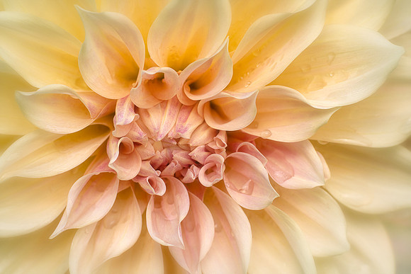 Dahlia 'Café Au Lait'