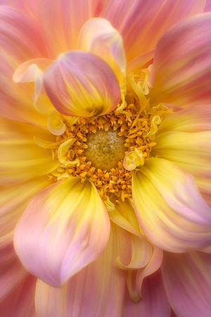 Dahlia 'Strawberry Ice'