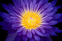 Purple Jewel