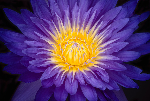 Purple Jewel