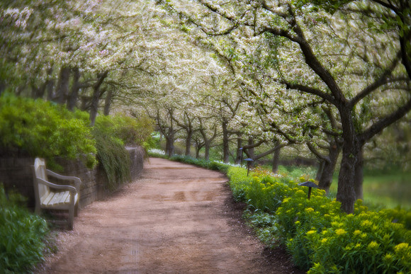 Crabapples in Bloom