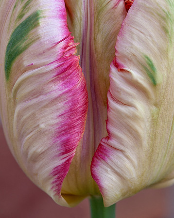 Tulip Close-up