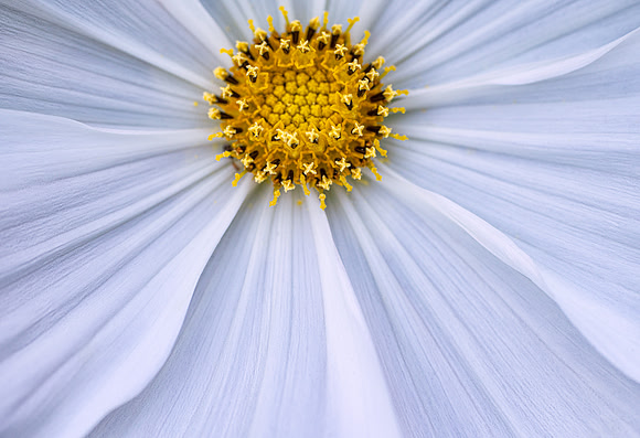 Cosmos