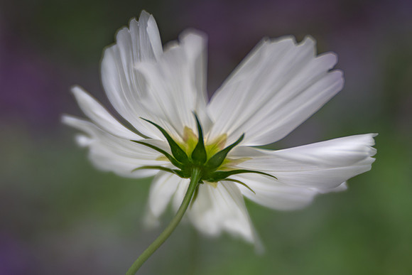 Cosmos