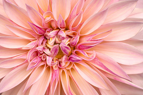 Dahlia 'Cafe Au Lait'
