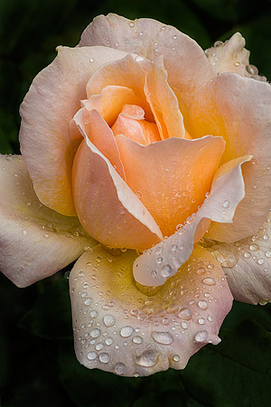 Kissed by the Rain