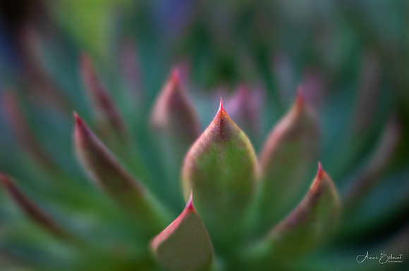 Reaching to Catch the Sunlight