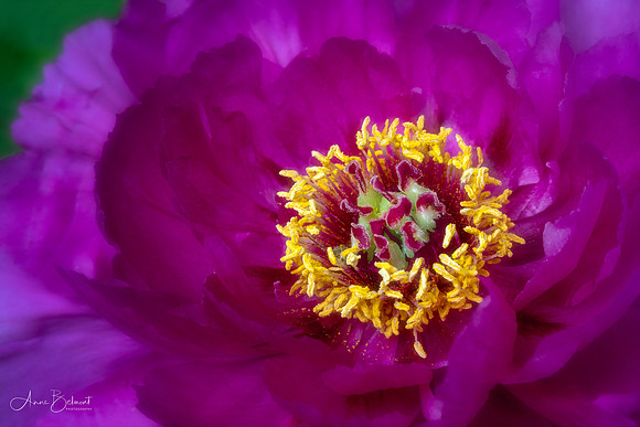 Tree Peony