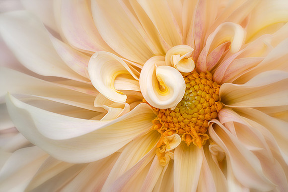 Dahlia 'Café Au Lait'