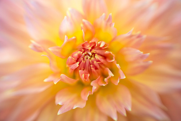 Dahlia 'Lakeview Hazy'