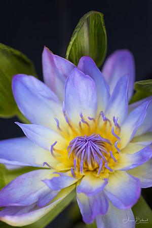 'Nangkwag Muang Prai' Waterlily