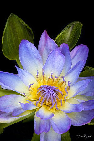 'Nangkwag Muang Prai' Waterlily
