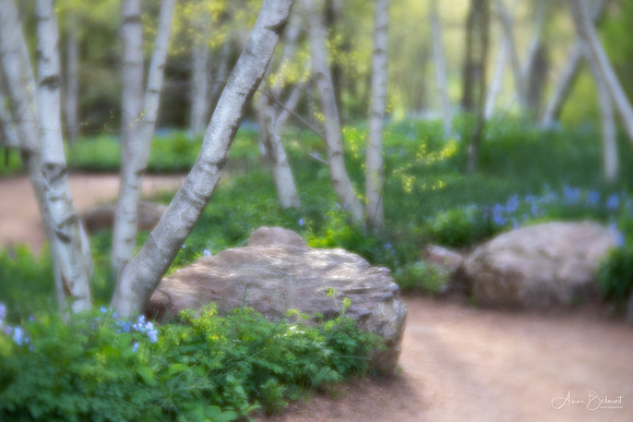 Sensory Garden Woods in Spring