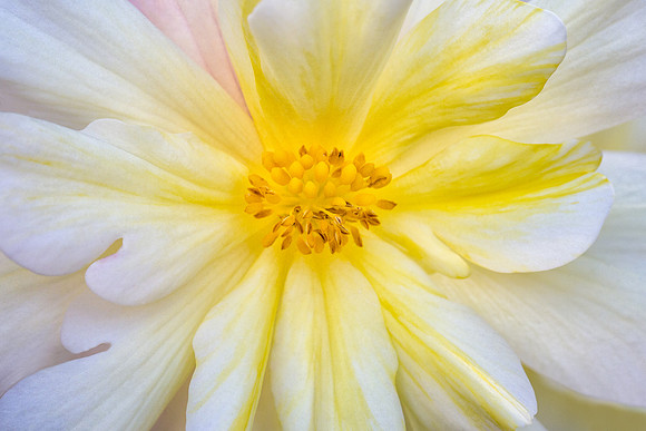 Beautiful Begonia