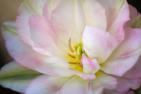 Shy Tulipa 'Foxtrot'