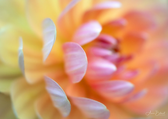 Petals of Color