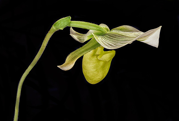 Paphiopedilum #5