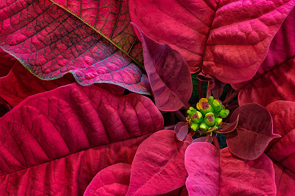 Poinsettia