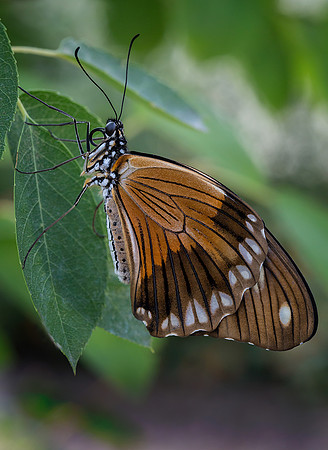 Mocker Swallowtail - Female
