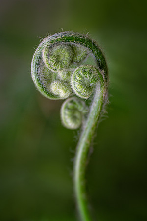 Becoming - Mexican Tree Fern