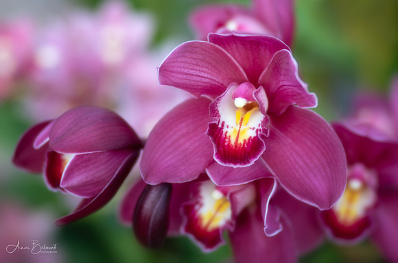 Cymbidium Orchids