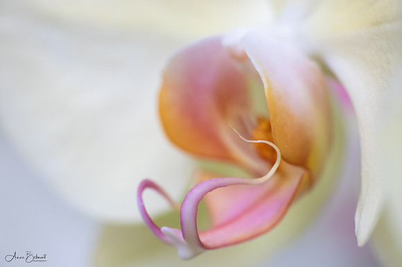 Phalaenopsis Orchid