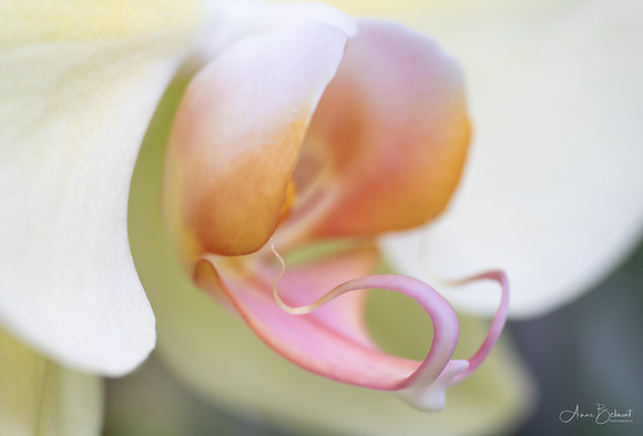 Phalaenopsis Detail