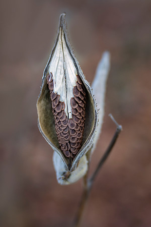 Milkweed - Ready to Fly