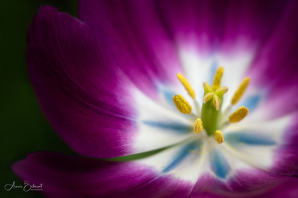 Inside the Tulip