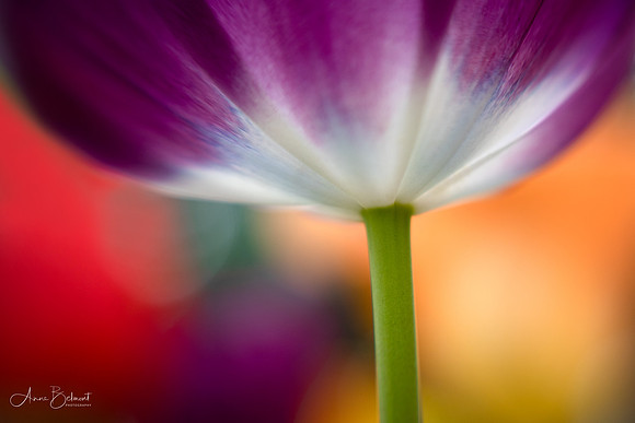 Under the Tulip