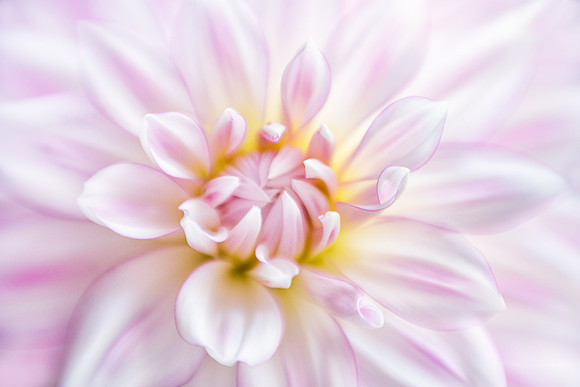 Dahlia 'AC Chelan'