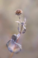 Flower On Her Heart