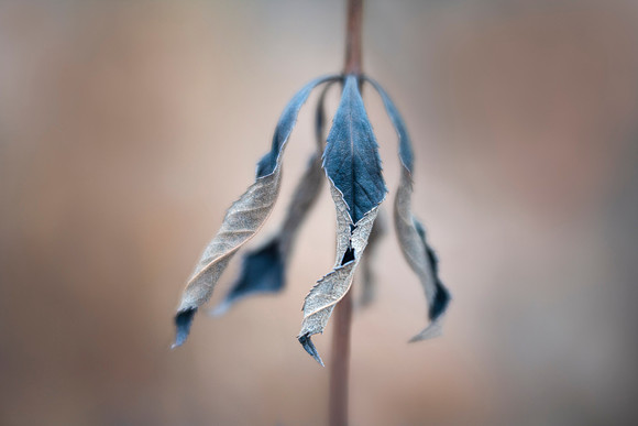 Dancers in Winter