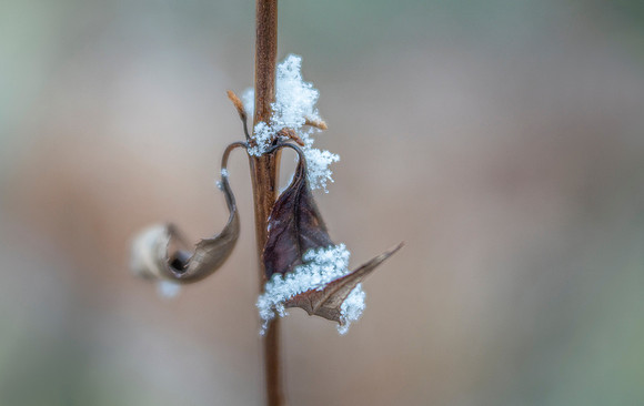 Snow Catcher