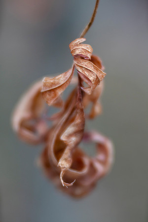 Japanese Maple Leaf in Winter