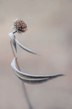 Dancing in the Wind