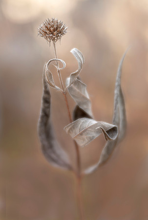 Woodland Dancer