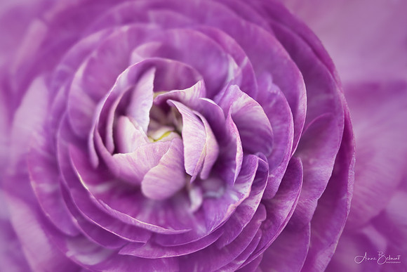 Persian Buttercup
