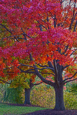 Brilliant Color in Fall
